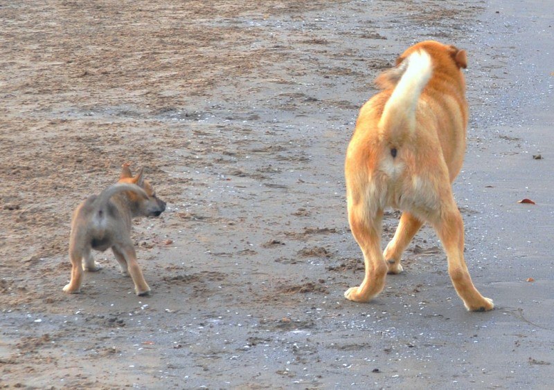 PUPPY DANCE LESSONS 10 pound tank puppy pics shiba shepherd_7290850806_l
