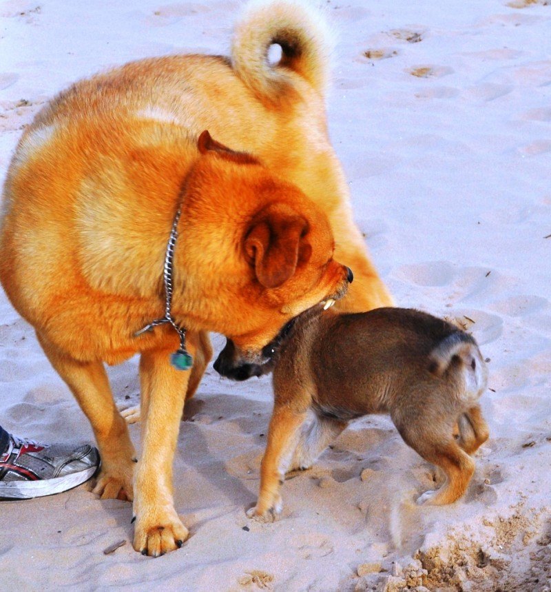 big dog little dog_7176431362_l