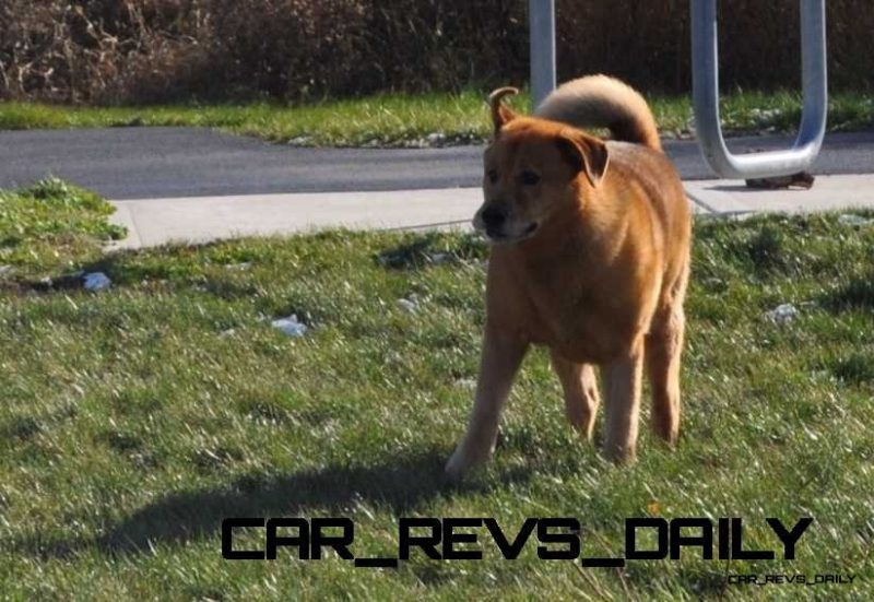 CarRevsDaily