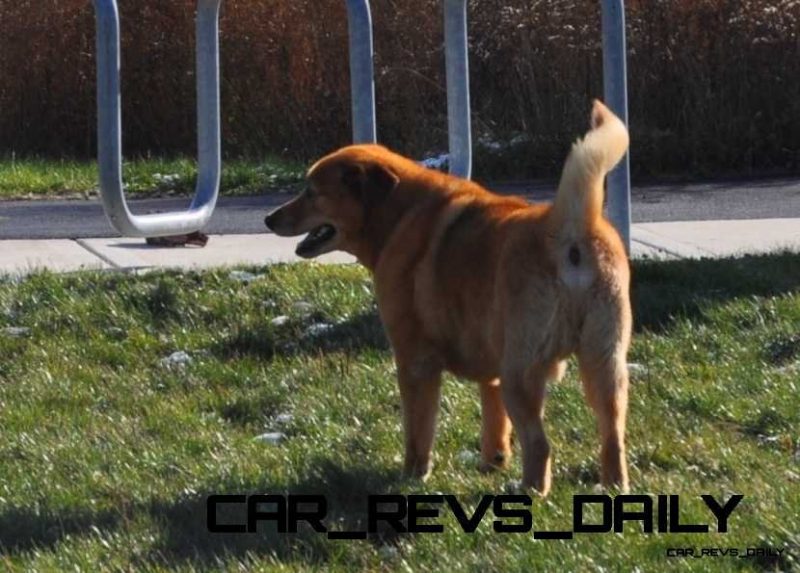 CarRevsDaily